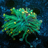 Green Torch Euphyllia - riptide aquaculture llc