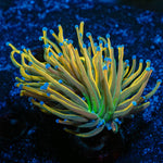 Dragon Tamer Torch Euphyllia - riptide aquaculture llc