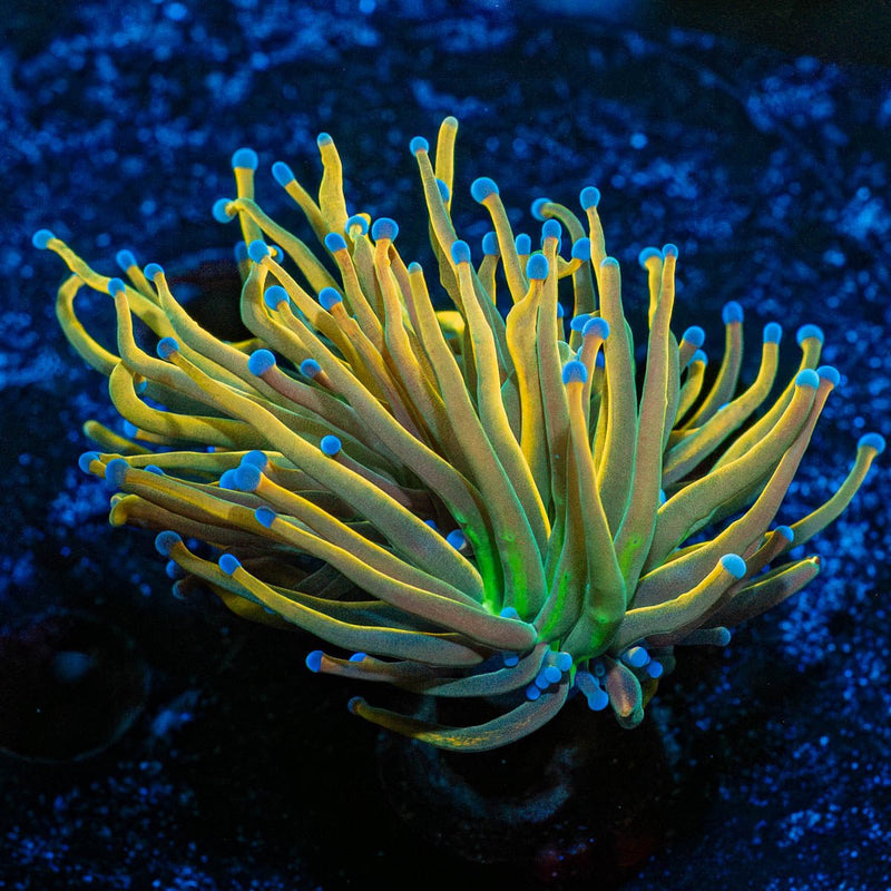 Dragon Tamer Torch Euphyllia