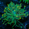 Green Torch Euphyllia - riptide aquaculture llc