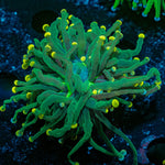 Green Torch Euphyllia - riptide aquaculture llc