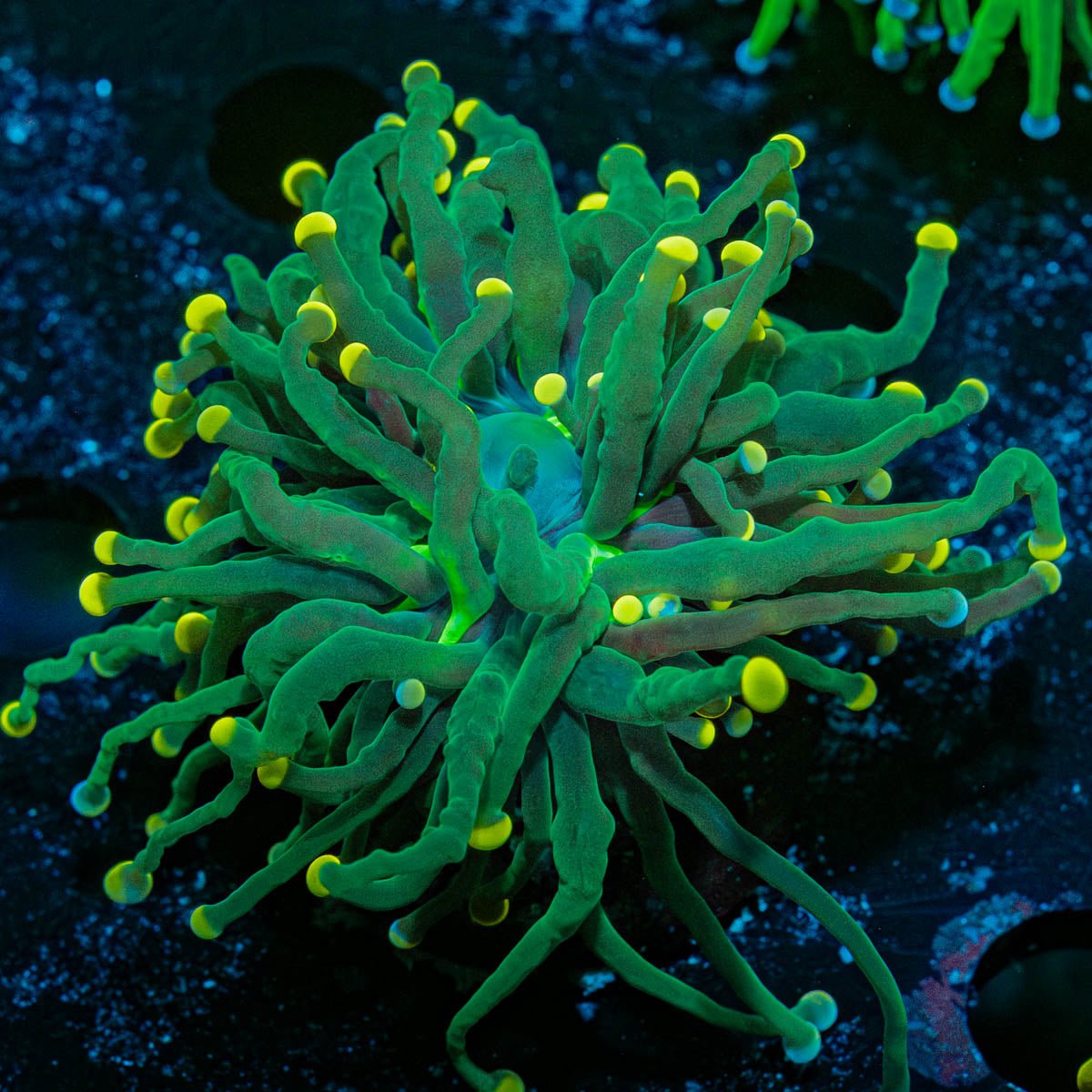 Green Torch Euphyllia - riptide aquaculture llc