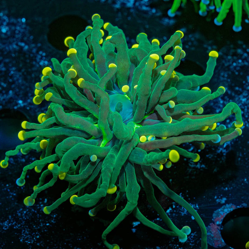 Green Torch Euphyllia