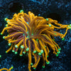 Blow Torch Euphyllia - riptide aquaculture llc