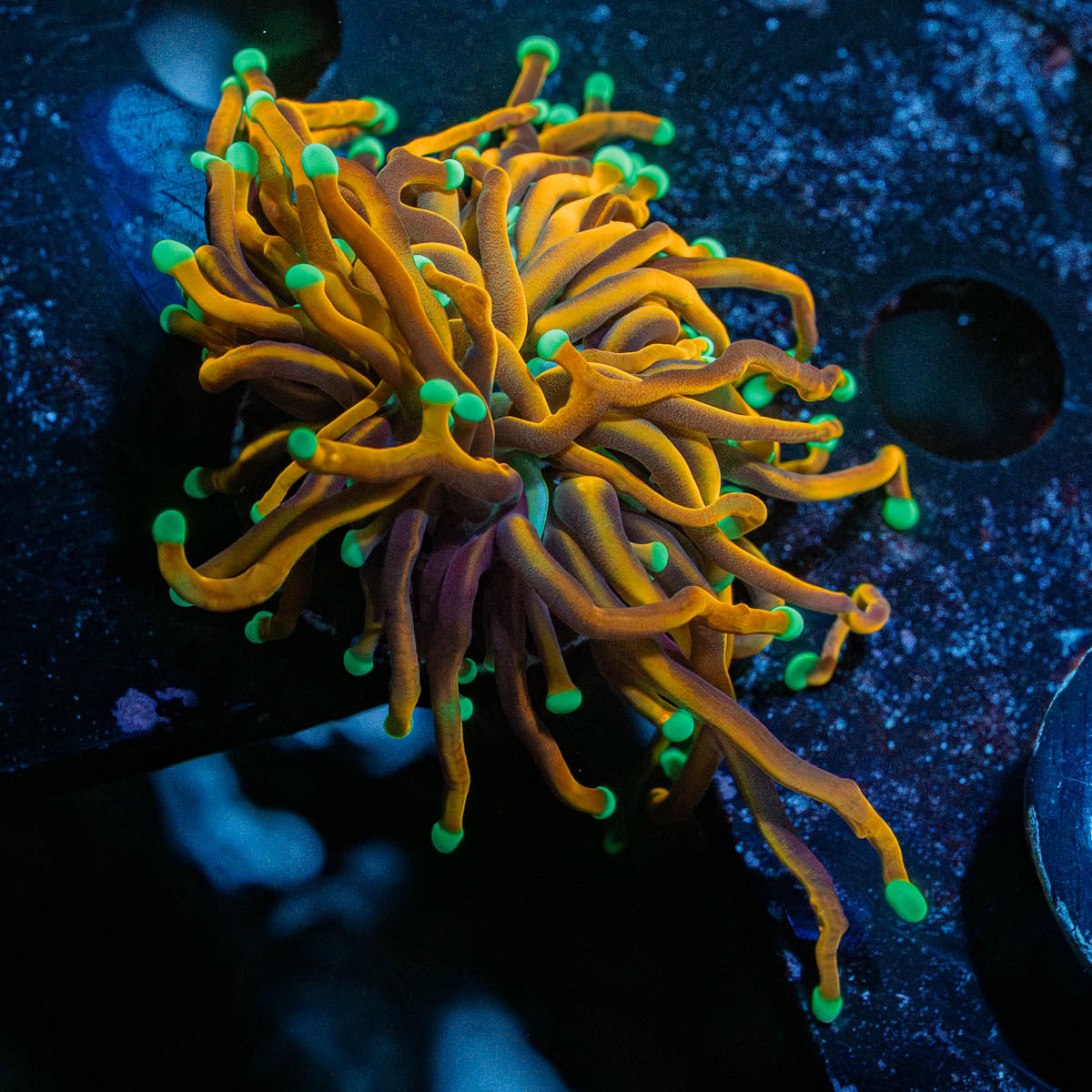 Hellfire Torch Euphyllia 