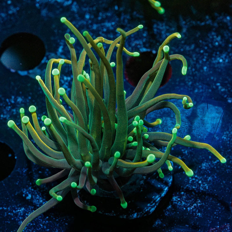 Dark Souls Torch Euphyllia