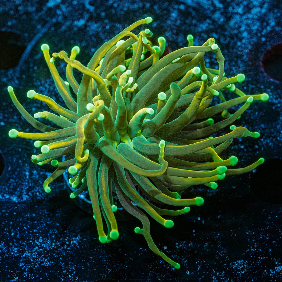 Dark Souls Torch Euphyllia - riptide aquaculture llc