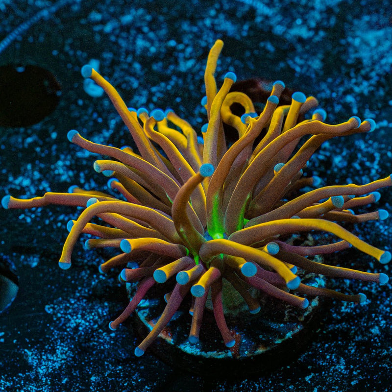 Dragon Tamer Torch Euphyllia