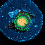 JF Bloodshots Zoanthid - riptide aquaculture llc