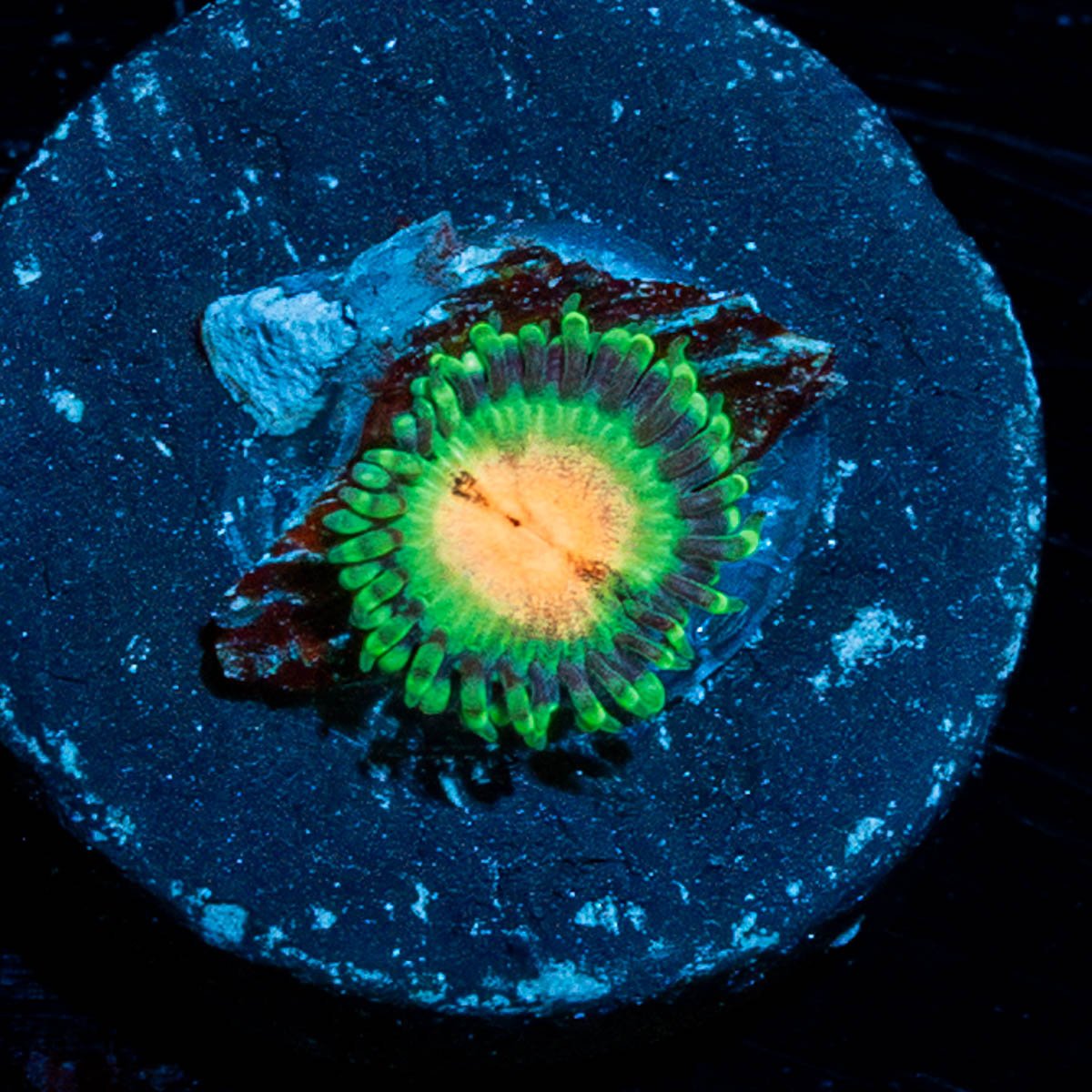 JF Bloodshots Zoanthid - riptide aquaculture llc