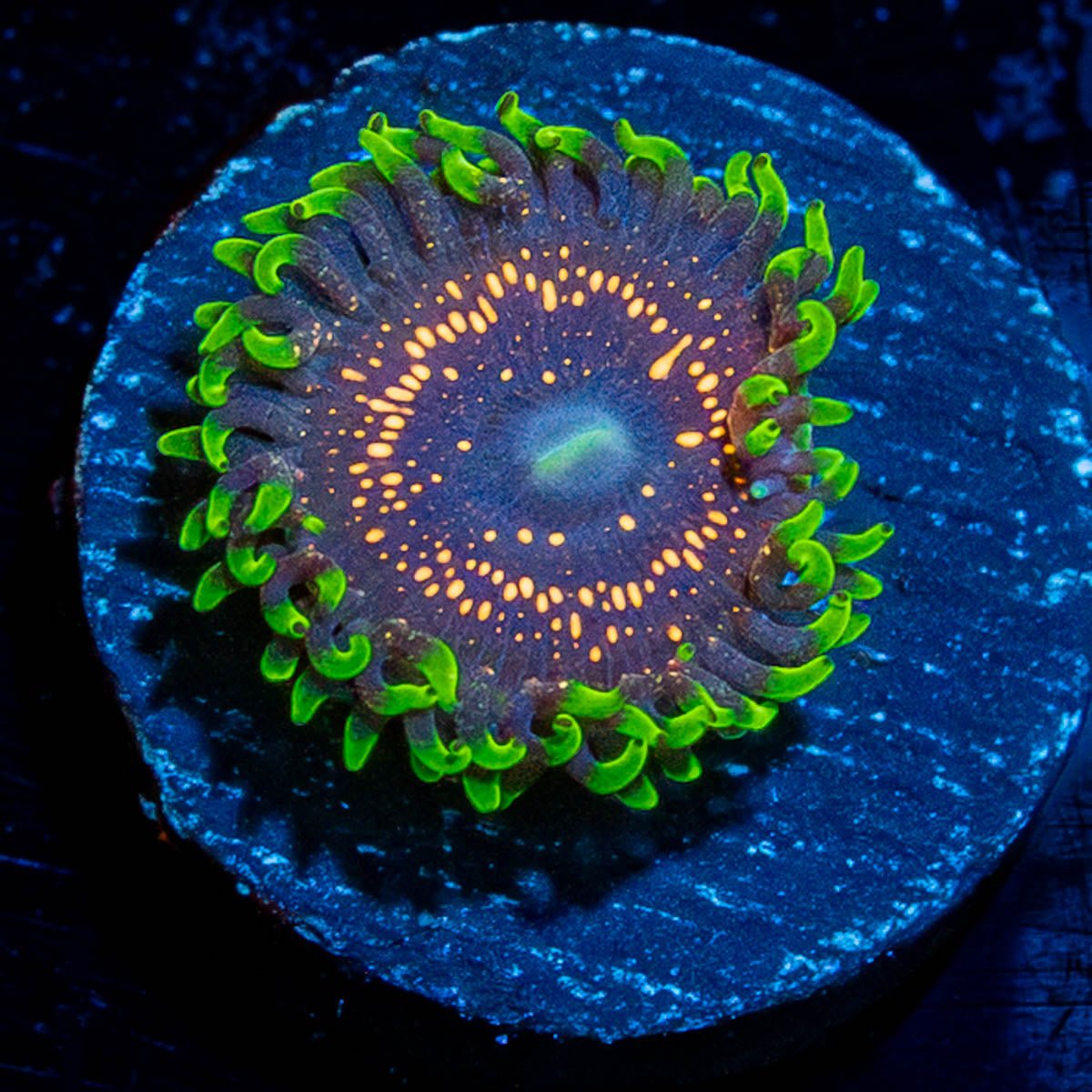 Psychosis Zoanthid - riptide aquaculture llc
