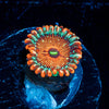 Seduction Zoanthid - riptide aquaculture llc