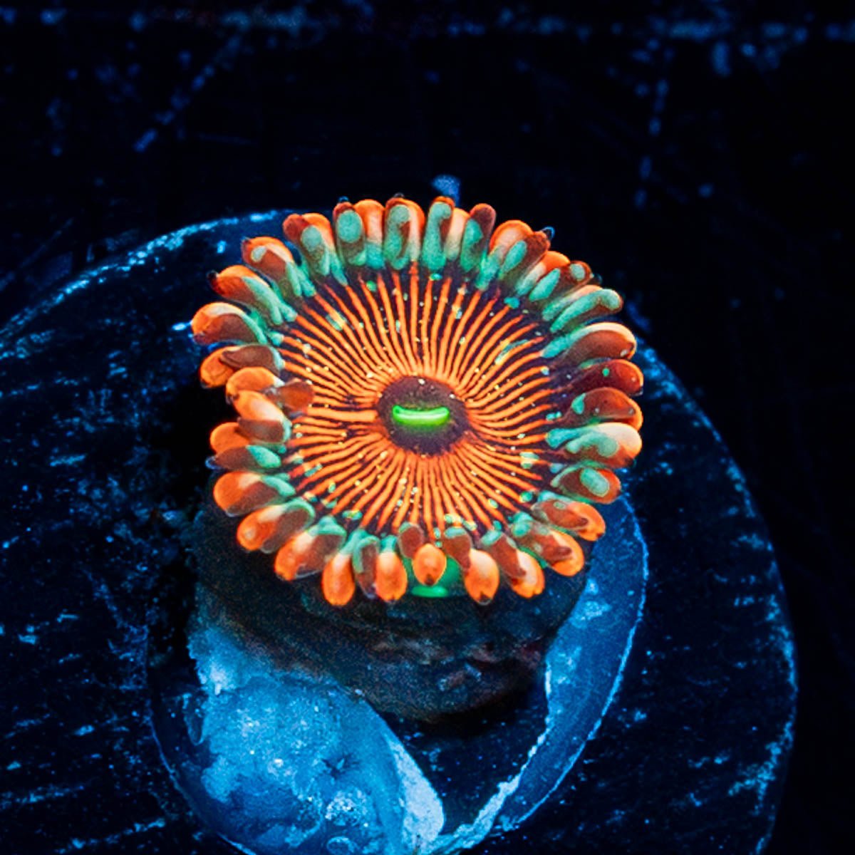 Seduction Zoanthid - riptide aquaculture llc