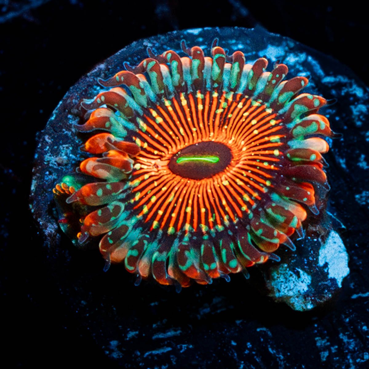 Seduction Zoanthid - riptide aquaculture llc