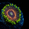 Psychosis Zoanthid - riptide aquaculture llc