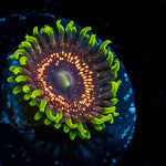Psychosis Zoanthid - riptide aquaculture llc