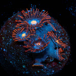 Stitches Zoanthid - riptide aquaculture llc