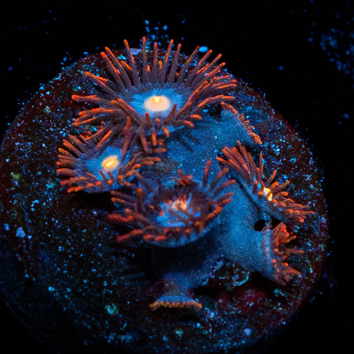 Stitches Zoanthid - riptide aquaculture llc