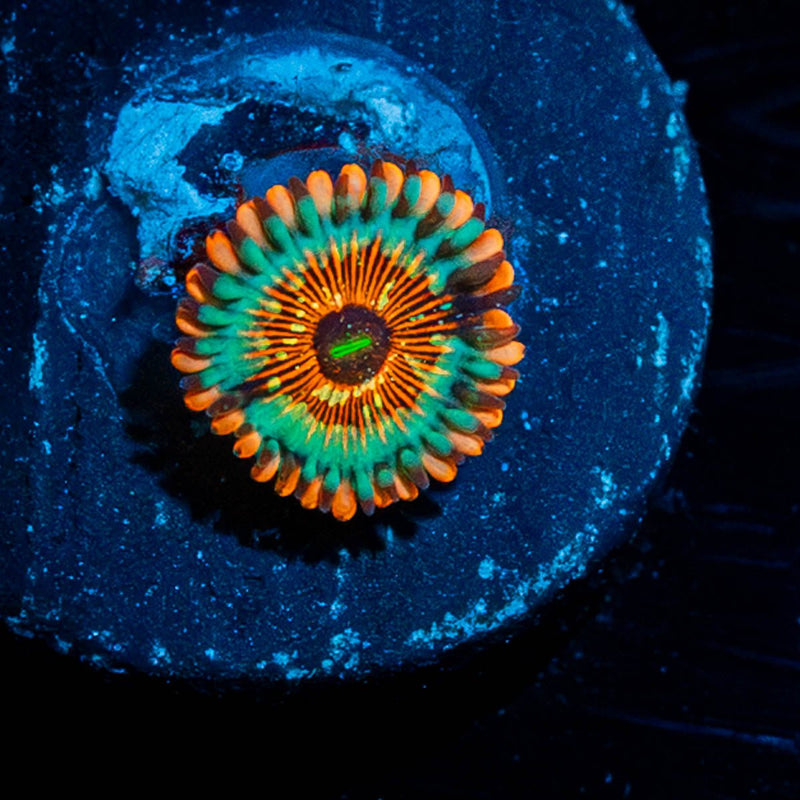 White Zombie Zoanthid