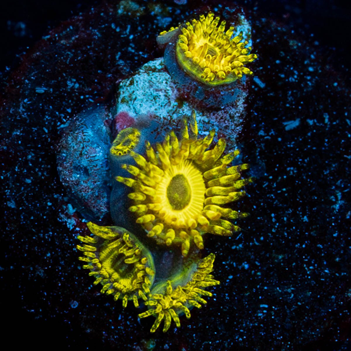 LA Lakers Zoanthid - riptide aquaculture llc