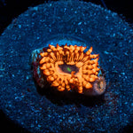 Utter Chaos Zoanthid - riptide aquaculture llc