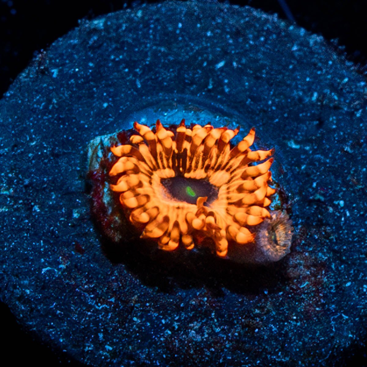 Utter Chaos Zoanthid - riptide aquaculture llc