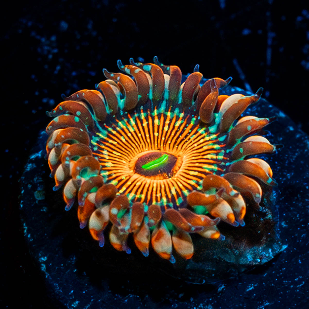 White Zombie Zoanthid 