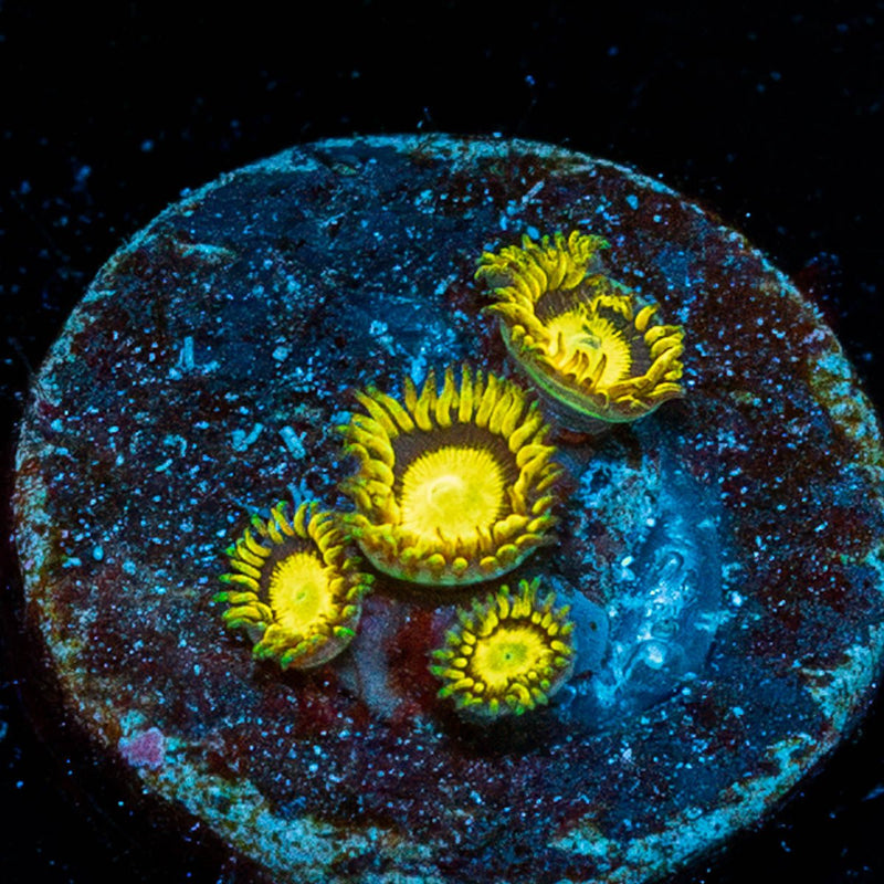 King Midas Zoanthid