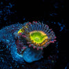 Tinker Bells Zoanthid - riptide aquaculture llc