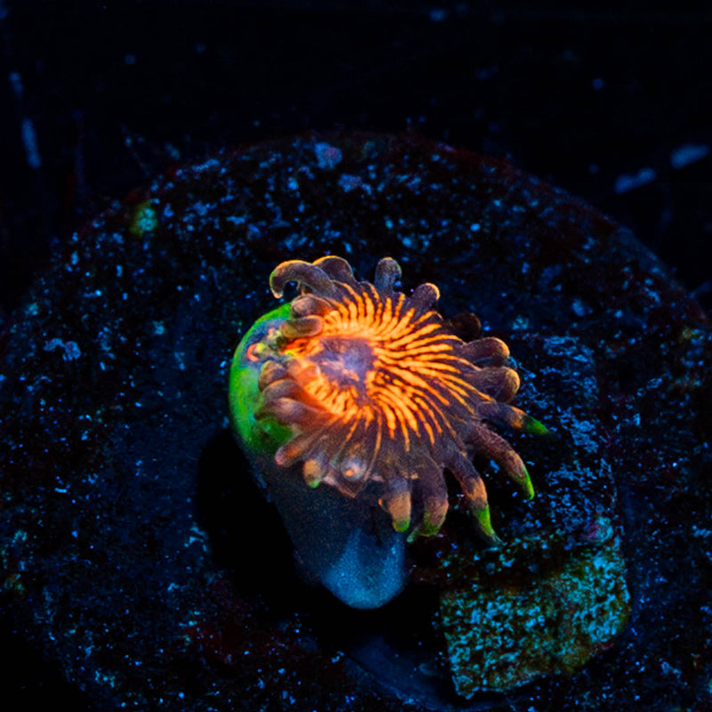 Aztec Warrior Zoanthid