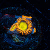 Midori Sunrise Zoanthid - riptide aquaculture llc