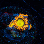 Midori Sunrise Zoanthid - riptide aquaculture llc