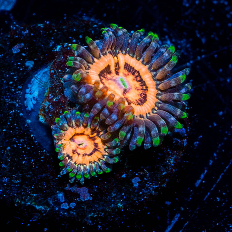 Valkyrie Zoanthid