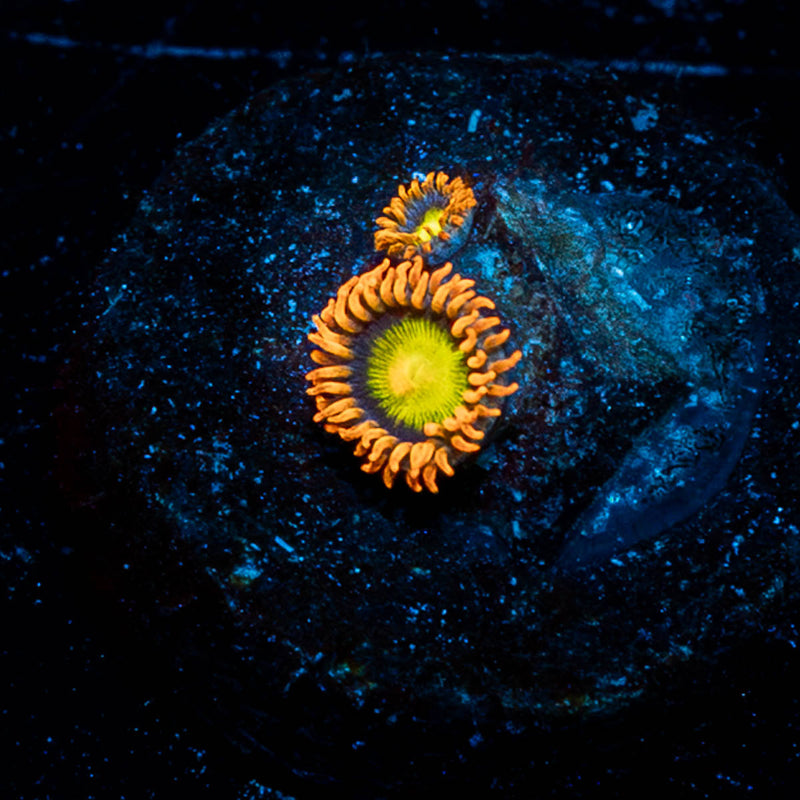 Midori Sunrise Zoanthid