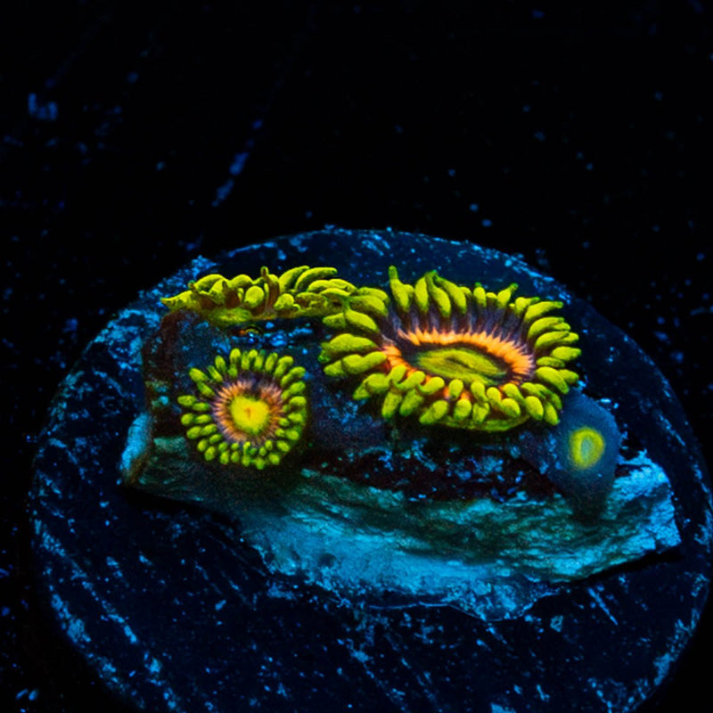 Kamikaze Zoanthid