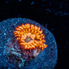 Utter Chaos Zoanthid - riptide aquaculture llc
