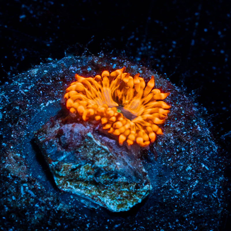 Utter Chaos Zoanthid