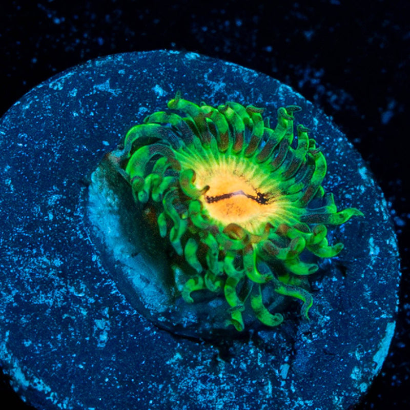 Bloodshots Zoanthid