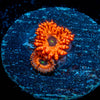 Utter Chaos Zoanthid - riptide aquaculture llc