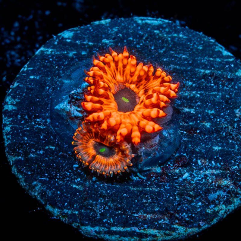 Utter Chaos Zoanthid