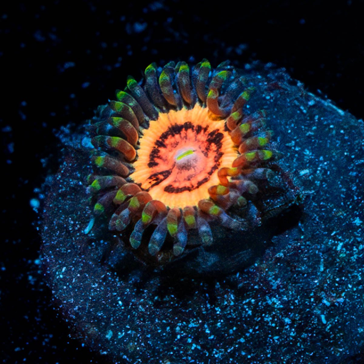 Valkyrie Zoanthid - riptide aquaculture llc