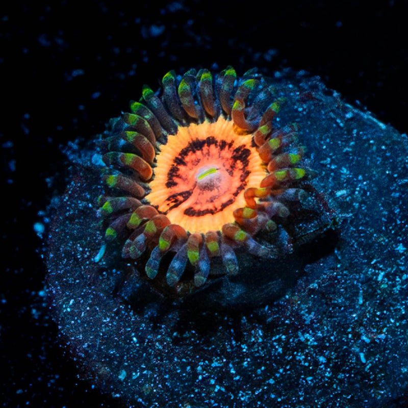 Valkyrie Zoanthid