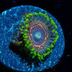 Psychosis Zoanthid - riptide aquaculture llc