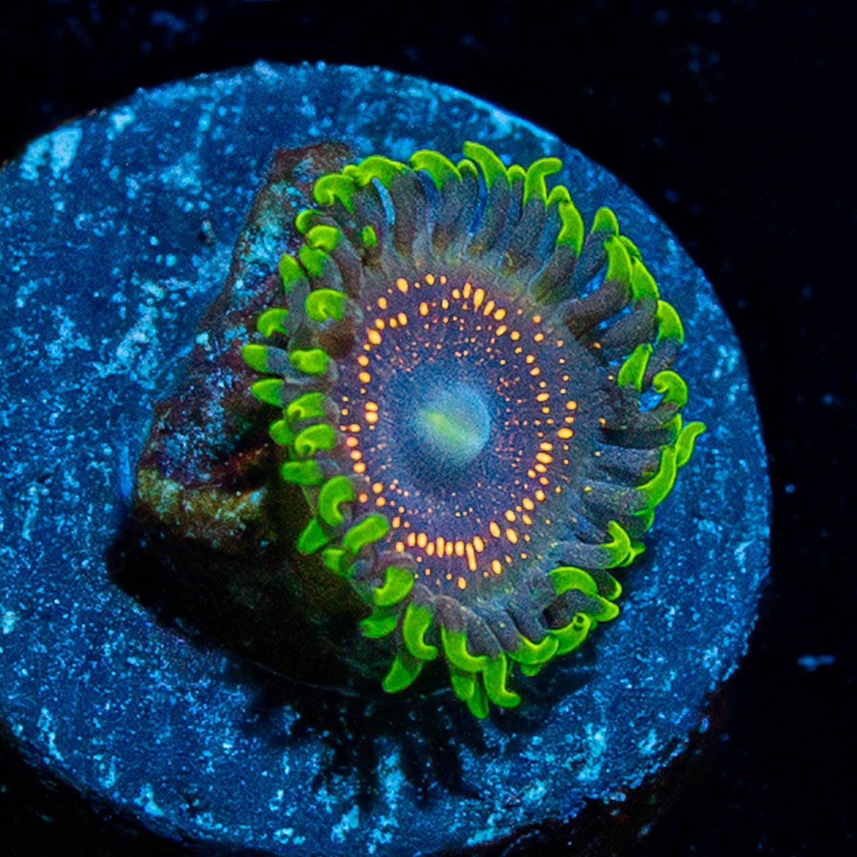Psychosis Zoanthid - riptide aquaculture llc