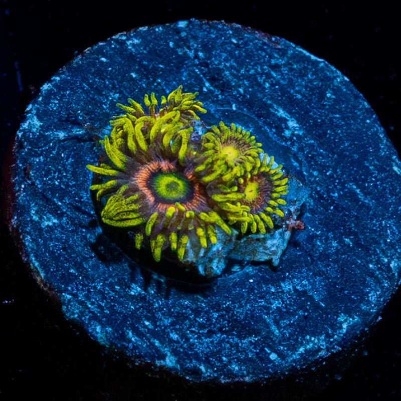 Kamikaze Zoanthid