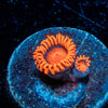 Orange Bam Bam Zoanthid 