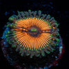 Desert Storm Zoanthid - riptide aquaculture llc