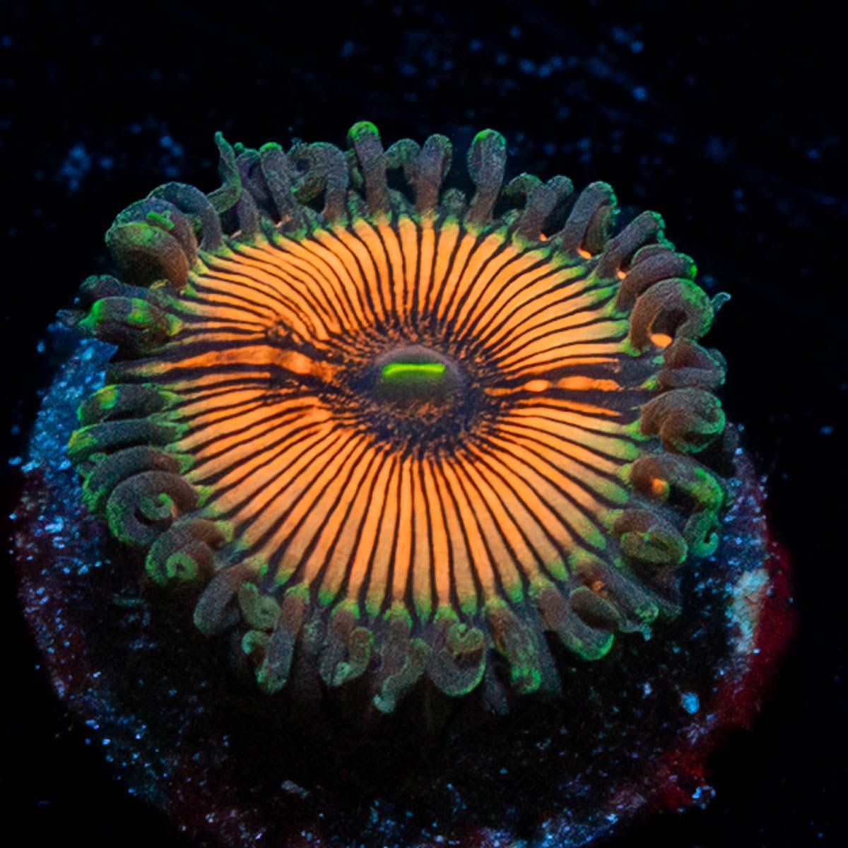 Desert Storm Zoanthid - riptide aquaculture llc