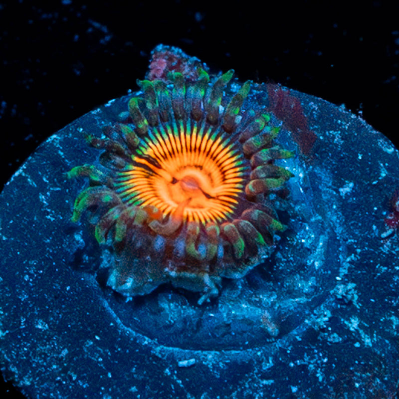 Fruit Ninja Zoanthid