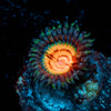 Fruit Ninja Zoanthid - riptide aquaculture llc